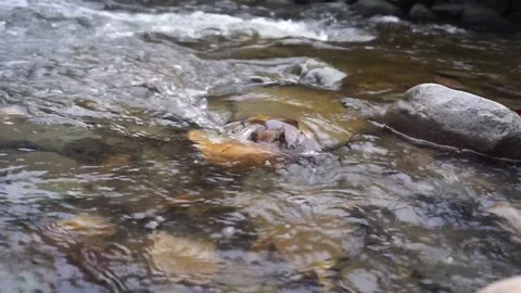 Pine Kill Rushing Water (6) Stock Footage 163168234