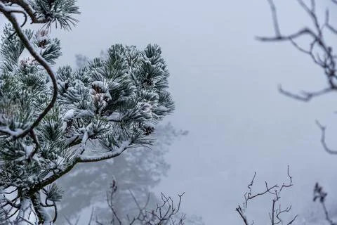 Pine knots in foreground. Winter time with a lot of snow Stock Photos