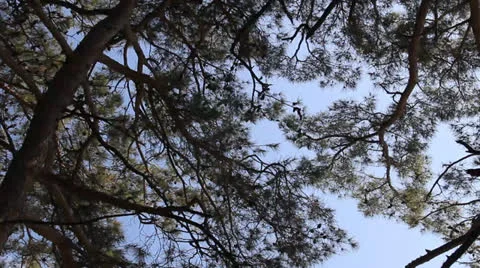 Pine krone needles swing in light wind Stock Footage 26224654