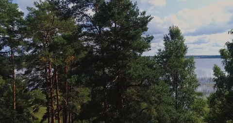 Pine lake drone flight bove, landscape, nature, aerial, forest, blue, pine Stock Footage 88839531