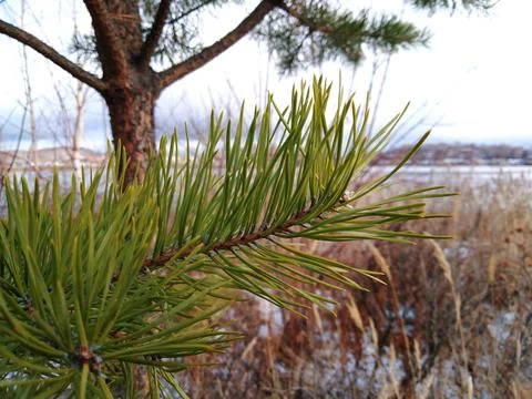 Pine by the lake Stock Photos