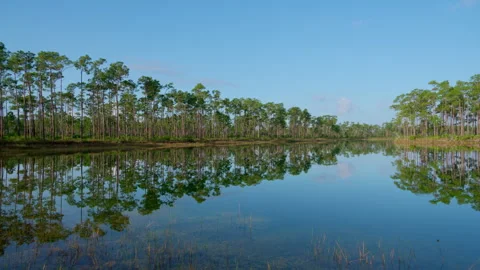 PINE LANDSCAPE PAN SHOT Stock Footage 250301651