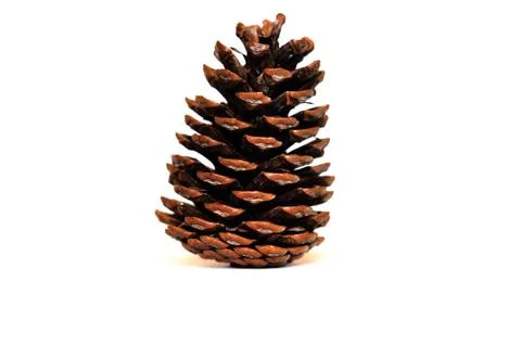 Pine Large Conifer Cone Concept On White Background Stock Photos