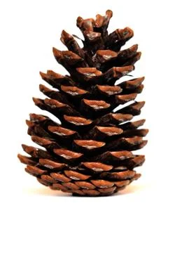 Pine Large Conifer Cone Concept On White Background Vertical Stock Photos