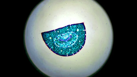 Pine Leaf 400x 800x 1000x 2000x Stock Footage 39804652