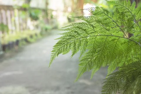 Pine leaf with bokeh and sunlight background Photos