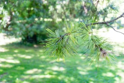 Pine leaf close up Photos