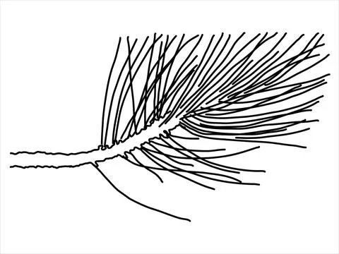 Pine leaf in the doodle style Stock Illustration