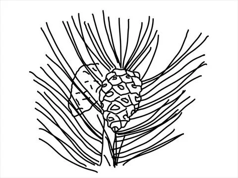 Pine leaf in the doodle style Stock Illustration