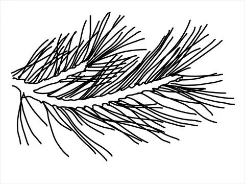 Pine leaf in the doodle style Stock Illustration