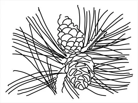 Pine leaf in the doodle style Stock Illustration