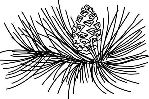 Pine leaf in the doodle style Stock Illustration