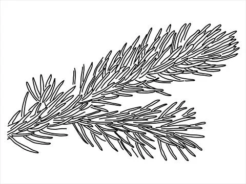 Pine leaf in the doodle style. Stock Illustration