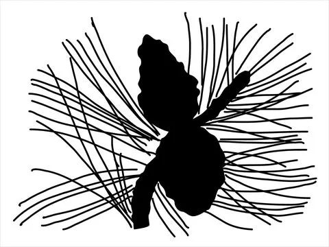 Pine leaf in the doodle style Illustrazione stock