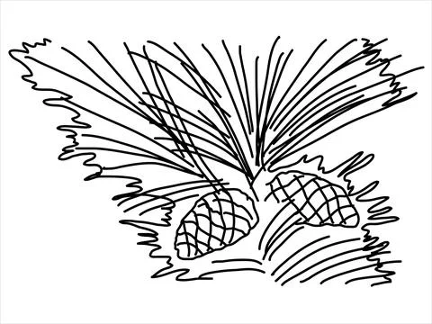 Pine leaf in the doodle style Stock Illustration