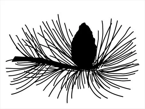 Pine leaf in the doodle style Stock Illustration