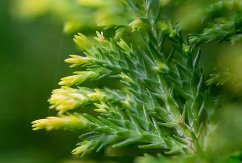 Pine leaf macro photography Foto stock