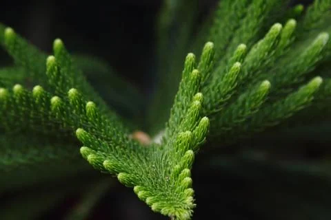 Pine leaf Stock Photos