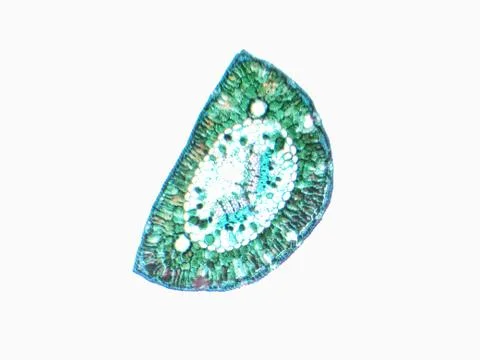 Pine leaf Stock Photos