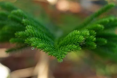 Pine Leaf Stock Photos