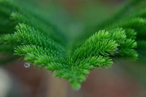 Pine Leaf Foto stock
