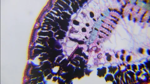 Pine leaf though microscope, cross section, magnified 100 times Stock Footage 93851747