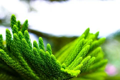 Pine leaf tree close up Stock Photos