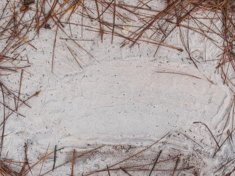 Pine leaf on the white sand , space for text Foto stock