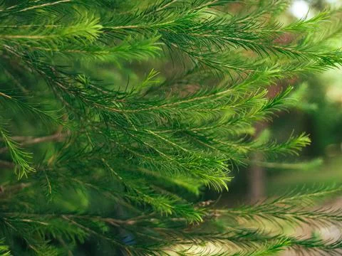 Pine leafs Stock Photos