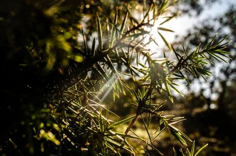 Pine leaves 1 Fotos de archivo