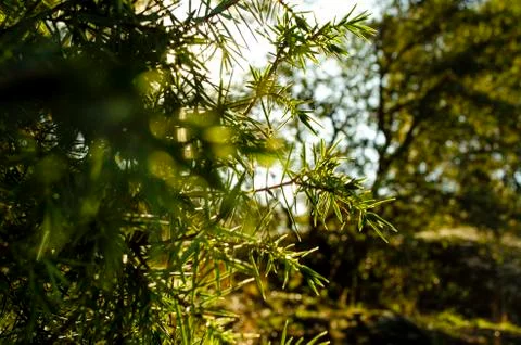 Pine leaves 2 Stock Photos