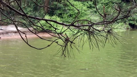 Pine leaves and flowing river Stock Footage 321002666