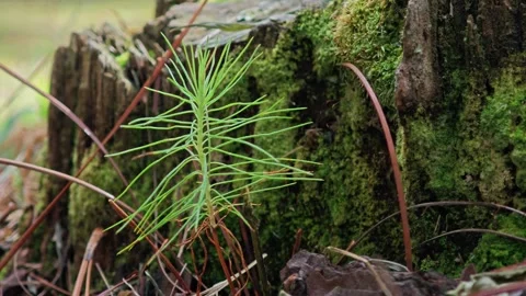 Pine leaves and green moss on tree trunk. Stock Footage 304404891
