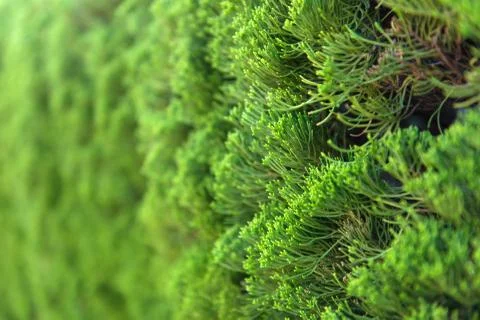 Pine leaves background Stock Photos