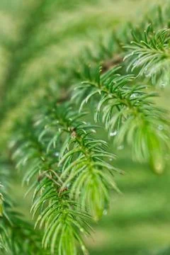 Pine leaves close up Stock Photos