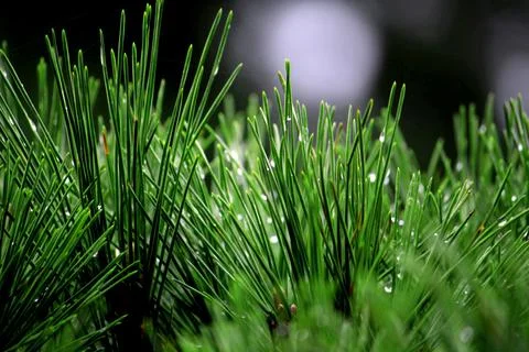 Pine leaves with dew drops take a close-up shot Stock Photos