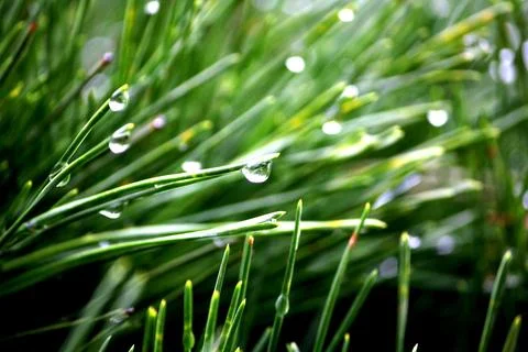 Pine leaves with dew drops take a close-up shot Stock Photos