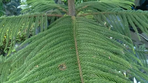 Pine leaves Stock Footage 257733680