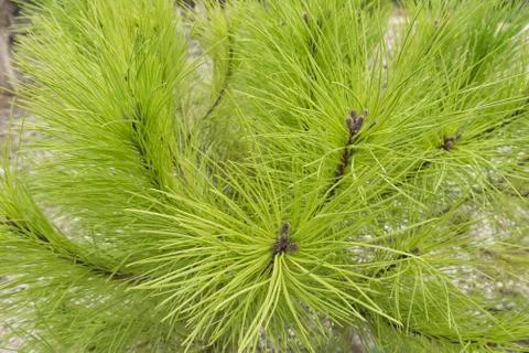 Pine leaves in the forest Stock Photos