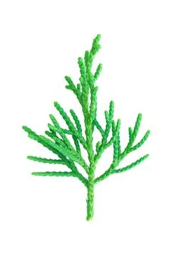 Pine leaves isolated on white Stock Photos
