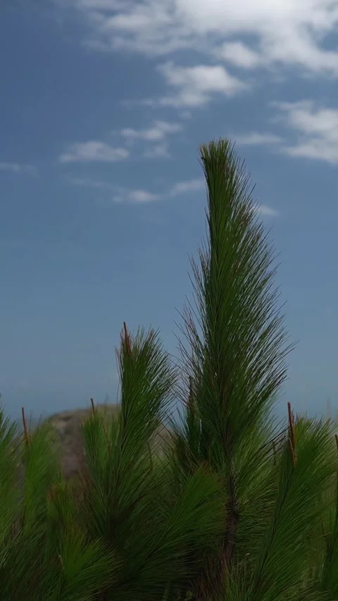 Pine leaves move against the sky background Stock Footage 297142631