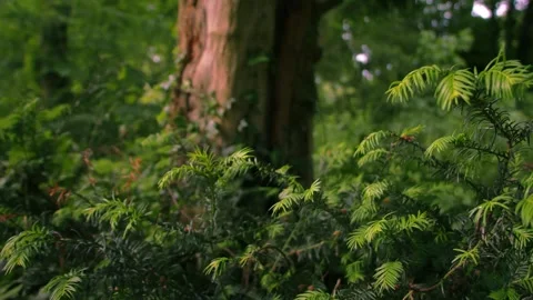 Pine leaves with old tree trunk in forest Vidéo 336953815