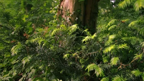 Pine leaves with old tree trunk in forest 스톡 동영상 338023801