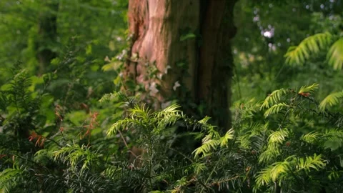 Pine leaves with old tree trunk in forest Video stock 340357566