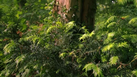 Pine leaves with old tree trunk in forest Stock-Footage 347735352