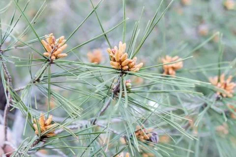 Pine leaves Stock Photos