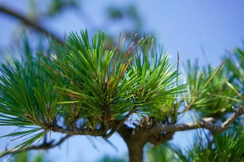 Pine leaves Stock Photos