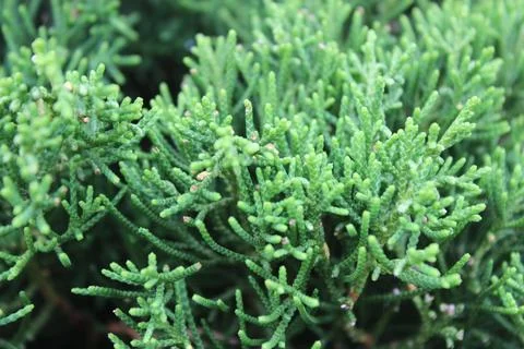 Pine leaves 写真素材