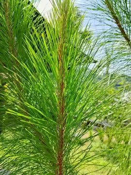 Pine leaves Stock Photos