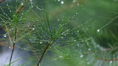 Pine leaves with raindrops attached sway in the wind Stock Footage 291917053